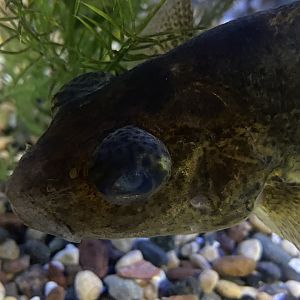 Eurasian Ruffe