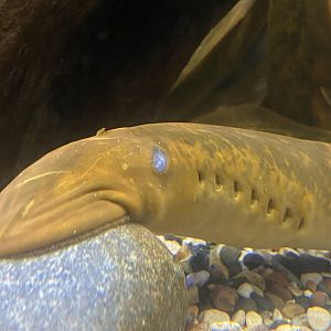Sea Lamprey