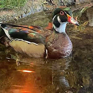Wood Duck