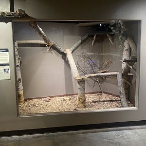 Saint Louis River - Virginia Opossum Exhibit