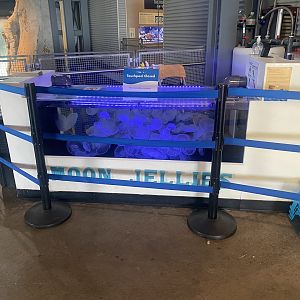 Moon Jellyfish Touch tank