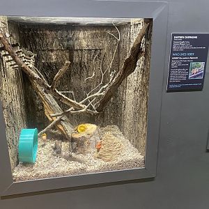 Wild Neighbors - Eastern Chipmunk Exhibit