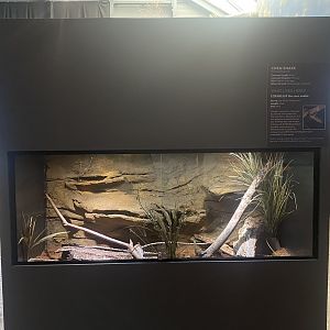 Wild Neighbors - Corn Snake Exhibit
