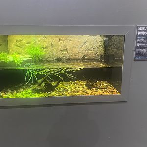 Wild Neighbors - Albino Western Painted Turtle Exhibit