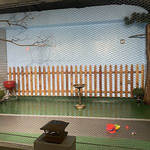 Wild Neighbors - American Crow Exhibit