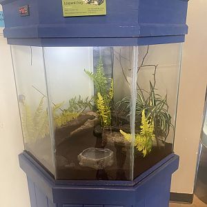 Saint Louis River - Leopard Frog Terrarium