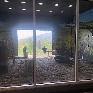 Raptor Ridge - Bald Eagle/Turkey Vulture Exhibit