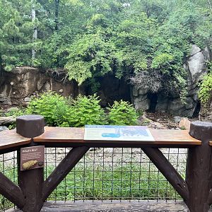 Russia’s Grizzly Coast - Former Wild Boar Exhibit