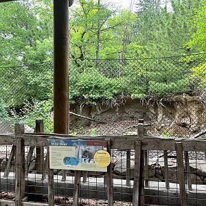 Russia’s Grizzly Coast - Former Wild Boar Exhibit
