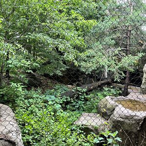 Russia’s Grizzly Coast - Amur Leopard Exhibit