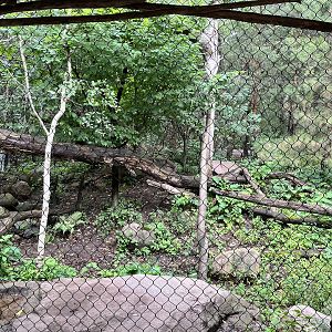 Russia’s Grizzly Coast - Amur Leopard Exhibit