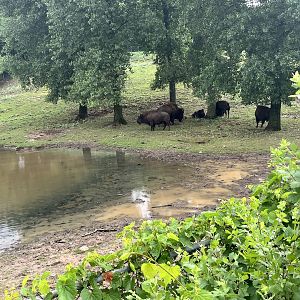 Northern Trail - American Bison Exhibit