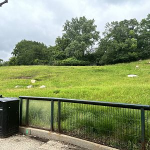 Northern Trail - Pronghorn Exhibit
