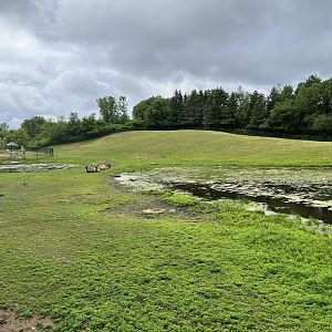 Northern Trail - Bactrian Camel Exhibit