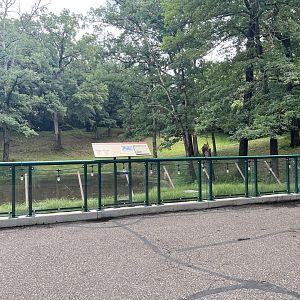 Northern Trail - Moose Exhibit