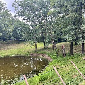 Northern Trail - Moose Exhibit