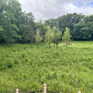 Northern Trail - Woodland Caribou Exhibit
