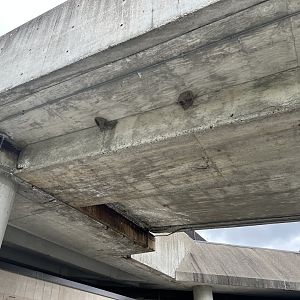 Cliff Swallow Nests on the Ramp
