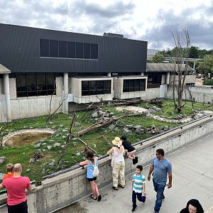 Japanese Macaque Exhibit Along the Ramp