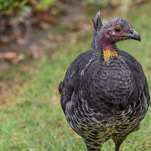 Australian Brush-turkey