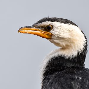 Little Pied Cormorant