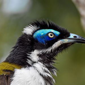 Blue-faced Honeyeater