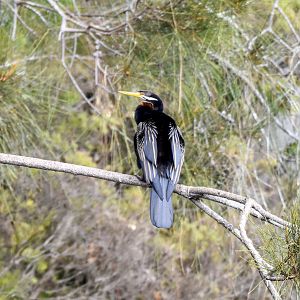 Australasian Darter