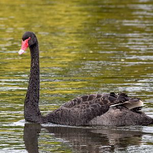 Black Swan