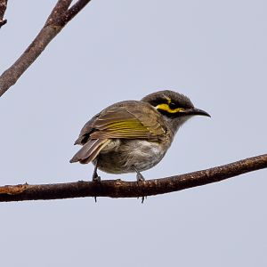 Yellow-faced Honeyeater