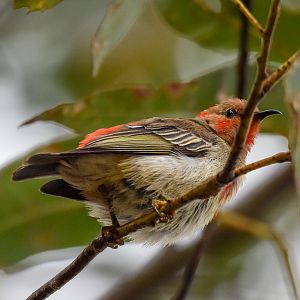 Scarlet Honeyeater