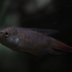 Macropodus opercularis, Kapiti Kritters (Paraparaumu)