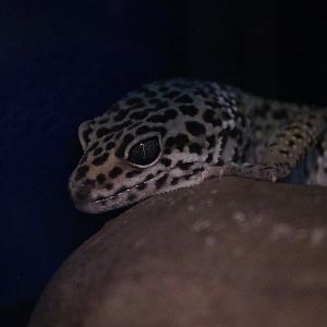 Leopard Gecko, Kapiti Kritters (Paraparaumu)