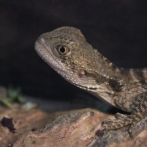 Eastern Water Dragon baby, Kapiti Kritters (Paraparaumu)