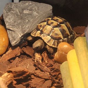 Hermann's Tortoise baby, Kapiti Kritters (Paraparaumu)