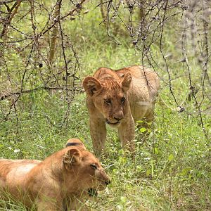 African Lions