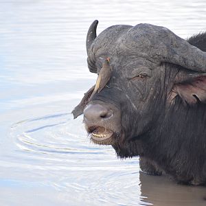 Cape Buffalo