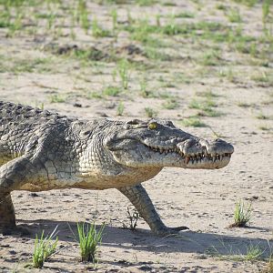 Nile Crocodile