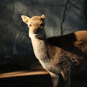 Yakushima sika deer