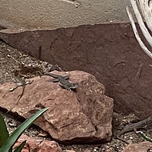 Lizard ID?