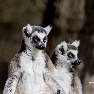 Ring-Tailed Lemur - March 2023 II