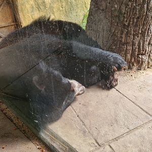 Spectacled bear viewed from Parakeet monastery