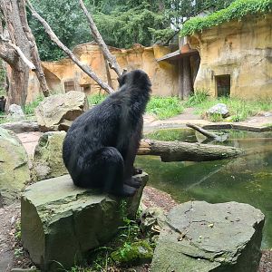 Spectacled bear