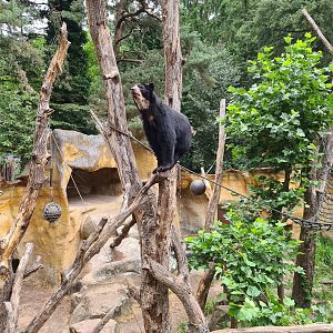 Spectacled bear
