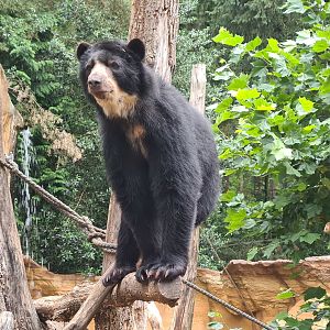 Spectacled bear