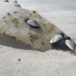 Lepas Anatifera - USA Wildlife.