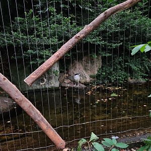 Black-crowned night heron