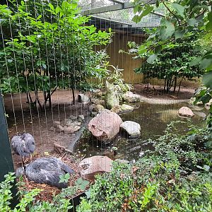 Southern screamer aviary
