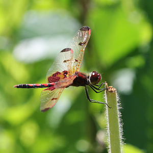 Calico Pennant (Celithemis elisa)