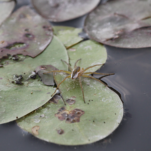 Six-spotted Fishing Spider (Dolomedes triton)