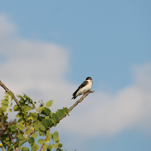 Tree Swallow (Tachycineta bicolor)